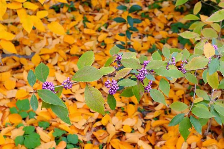 Callicarpa Japonica, Japanese Beautyberry, Purple Berries, Flowering shrubs, Purple fruit